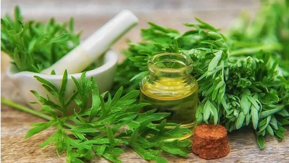 "البعيثران" ..  عشبة عطرية تفوح بالفوائد الصحية