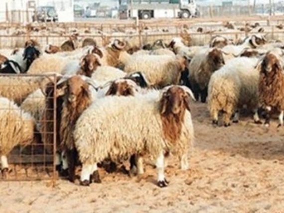 “الزراعة”: كلف الشحن لن ترفع أسعار الأضاحي