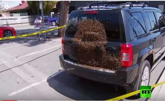 بالفيديو : أعداد لا تحصى من النحل تغزو سيارة في أستراليا