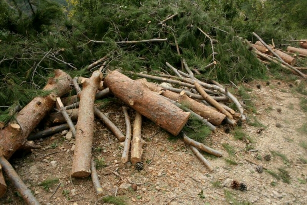 ضبط 3 اعتداءات لتقطيع الاشجار من الغابات