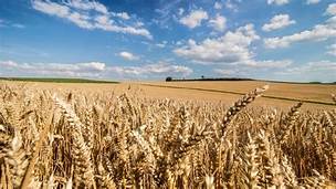 الهند تحظر تصدير القمح بعد تضرر المحاصيل جراء الحر 