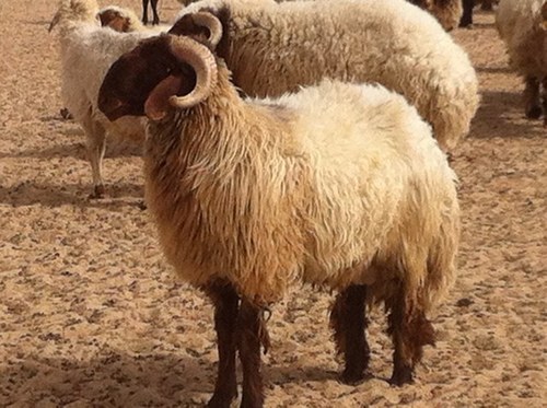 الأردن يوقف استيراد الاغنام الحية حفاظا على المنتج المحلي