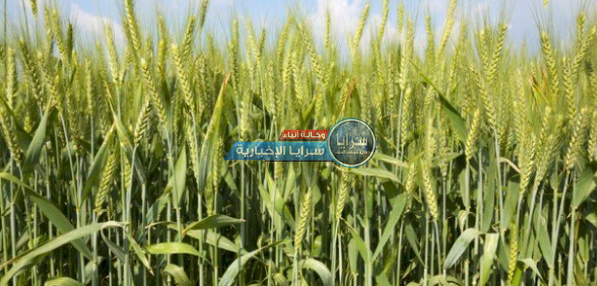 النائب "العدوان" لـ"سرايا: هناك خطة طوارئ لانتاج الحبوب في الأردن