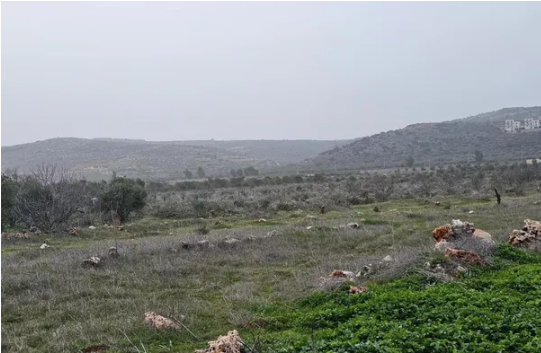 مستوطنون يقتلعون 200 شجرة زيتون في ترمسعيا شمال رام الله