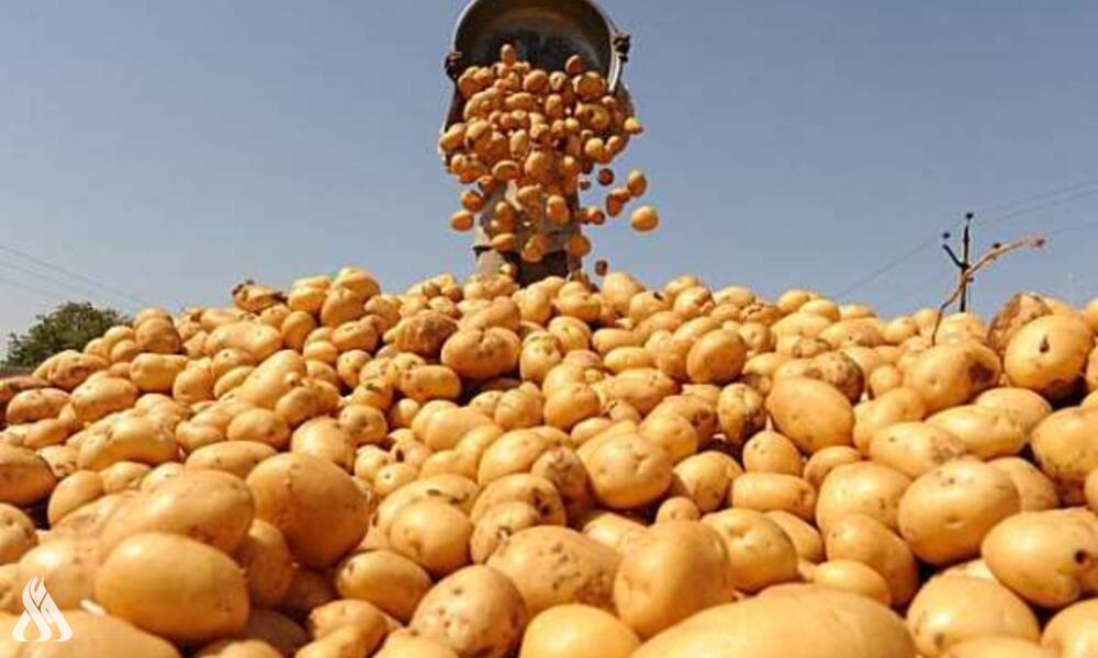 افتتاح مصنع لتجهيز البطاطا في الموقر الصناعية