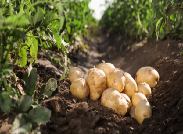 الرمثا الاكثر إنتاجًا للبطاطا الأردنية بأكثر من 225 ألف طن