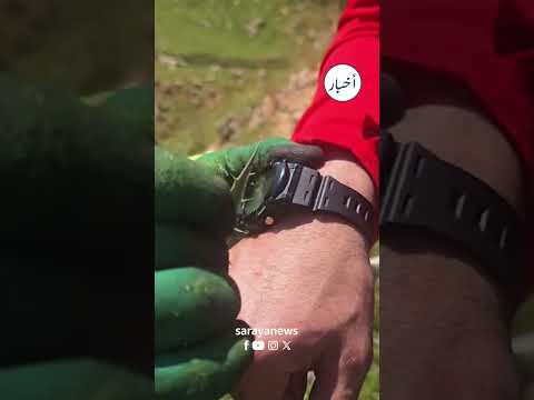 هل سمعتم يوماً عن نبتة "السعيسعة" ؟