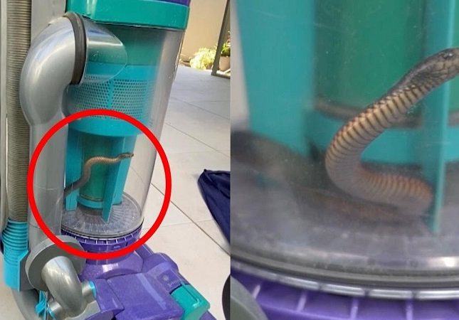 فيديو يحبس الانفاس ..  امرأة تواجه ثعبان سام وتتخلص منه بطريقة لا تخطر على بال!