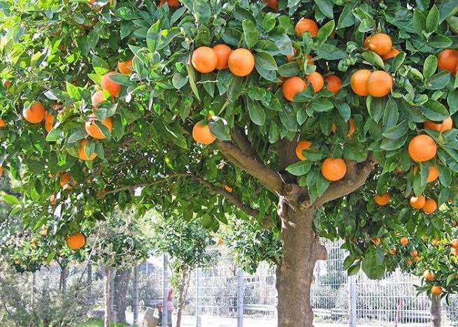جمعية الحمضيات تدعو إلى وقف القطاف ليومين لتسويق الثمار المتساقطة بفعل الرياح