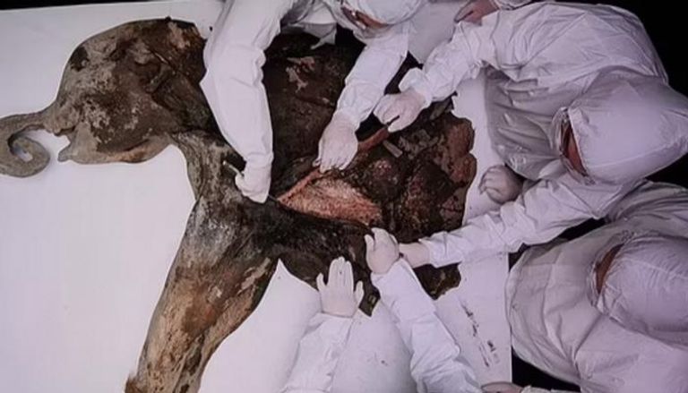 "جُدري الماموث" ..  هل تصبح الحيوانات المتجمدة سبب الجائحة القادمة؟