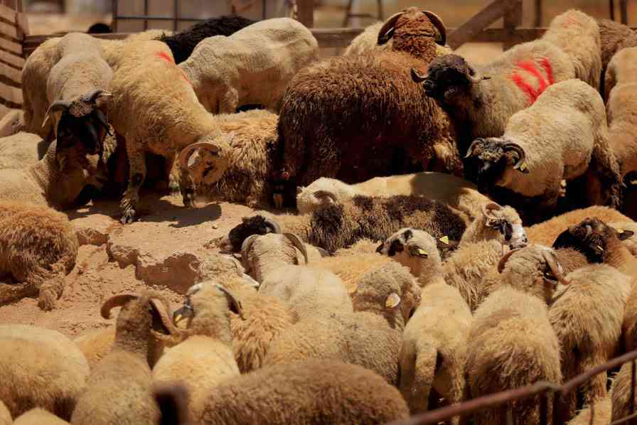 هل تنخفض أسعار اللحوم قريبًا؟ تضارب في التوقعات بالسوق الأردني 