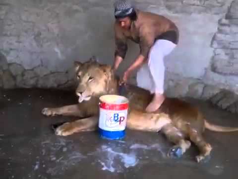 بالفيديو ..  شاب يغسل أسداً بـ"جردل صابون وليفة" بالقوة !!