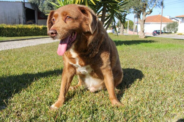 “غينيس”: نفوق أكبر كلب في العالم عن عمر 31 عاما