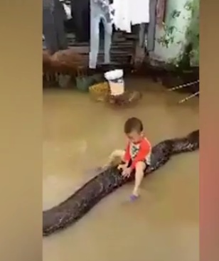 بالفيديو ..  طفل يعتلي ظهر افعى عملاقة طولها 7 امتار ويلعب معها