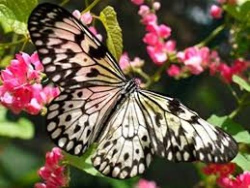 وكالة أنباء سرايا الإخبارية حرية سقفها السماء تفسير حلم رؤية الفراشة في المنام لابن سيرين