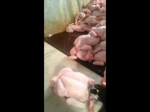 بالفيديو ..  شاهد كيف يتم حقن الدجاج بالإبر لزيادة الوزن