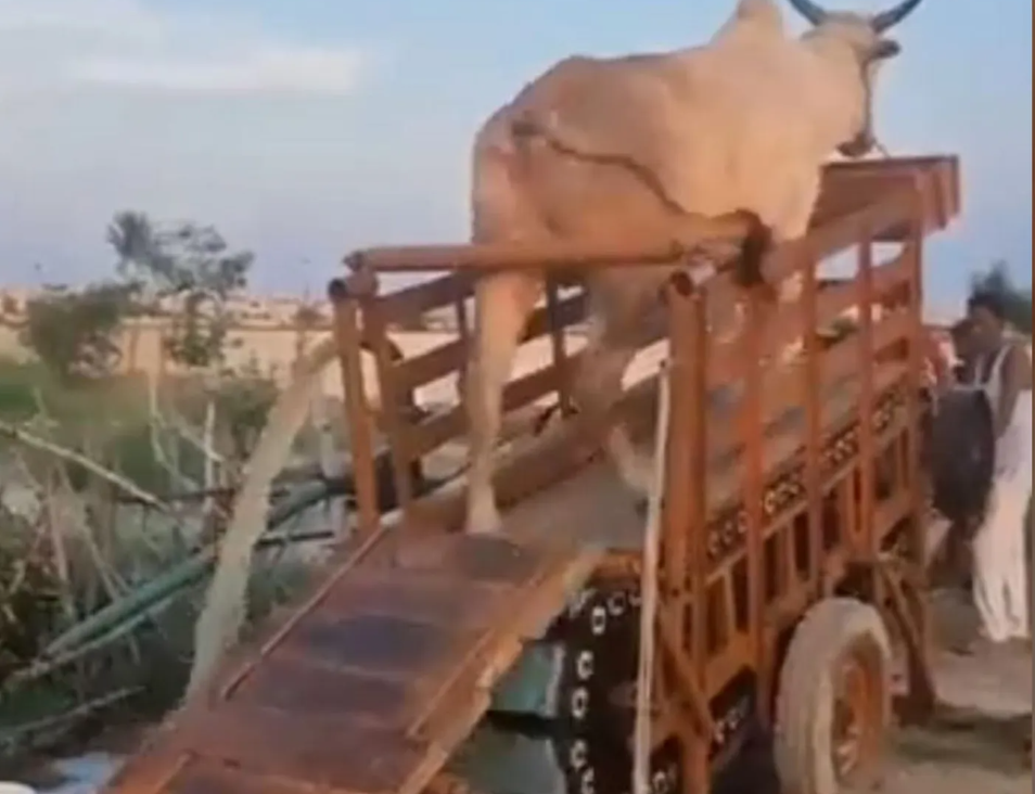 الثيران تولد الكهرباء ..  فيديو مثير للجدل في الهند