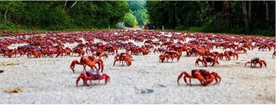 بالصور والفيديو .. 120 مليون سلطعون تغلق شوارع جزيرة الكريسماس