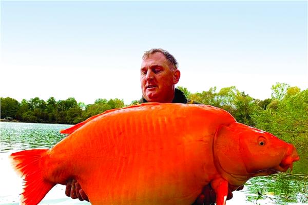 وزنها 30 كيلوجراماً ..  بريطاني يصطاد أكبر سمكة ذهبية في العالم