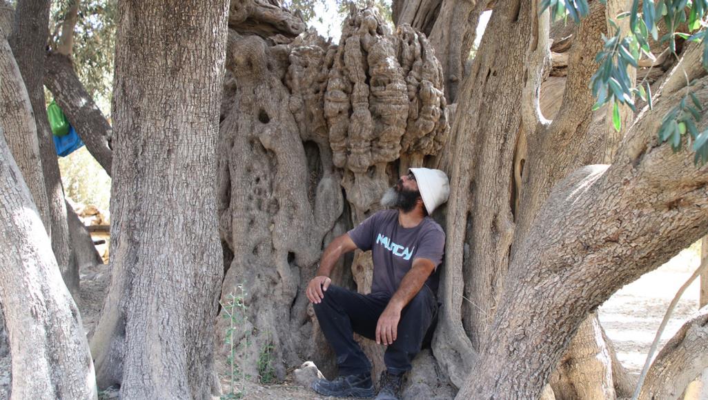 عمرها 5 آلاف سنة ..  تعرف على أقدم شجرة زيتون في فلسطين