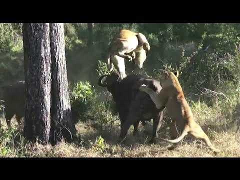 بالفيديو ..  ثور ينتصر على لبؤتين في معركة لـ6 ساعات
