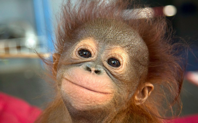 الصحة العالمية: نقترح تغيير اسم جدري القرود 