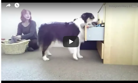 بالفيديو: تعرف على الكلبة التي تنجز جميع أعمال صاحبتها المنزلية