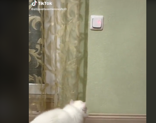 ضحك هستيري  ..  للقطط فوائد مذهلة وهذه أبرزها