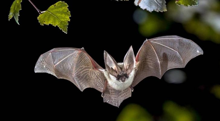 اكتشاف فيروس كورونا جديد لدى خفافيش بريطانية  .. "تفاصيل"