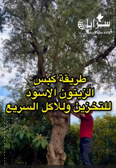 بالفيديو ..  طريقة سريعة لكبس الزيتون الأسود 