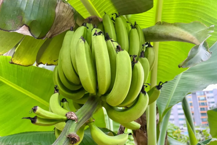 تأثير الموز على سكر الدم ..  ما الذي يجب معرفته؟