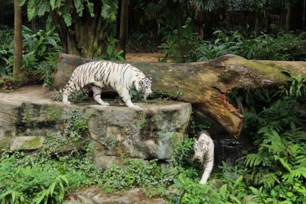 بالصور  ..  أفضل 15 تجربة سياحية في حديقة حيوانات سنغافورة