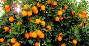 الزراعة توضح حقيقة ثمر البرتقال يحتوي على ديدان ويرقات 