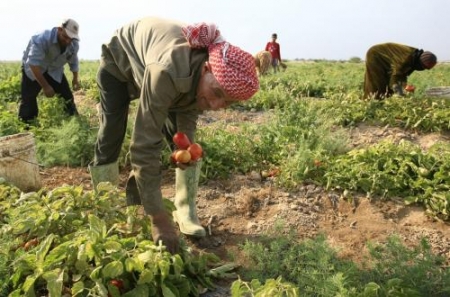 الأغوار الشمالية: مزارعون يشكون تضررهم من نقص مياه الري