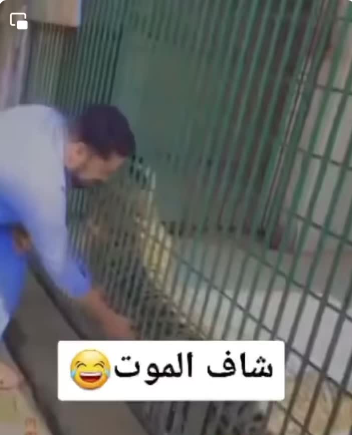 فيديو  ..  كاد أن يفقد يده نتيجة مزاحه مع نمر