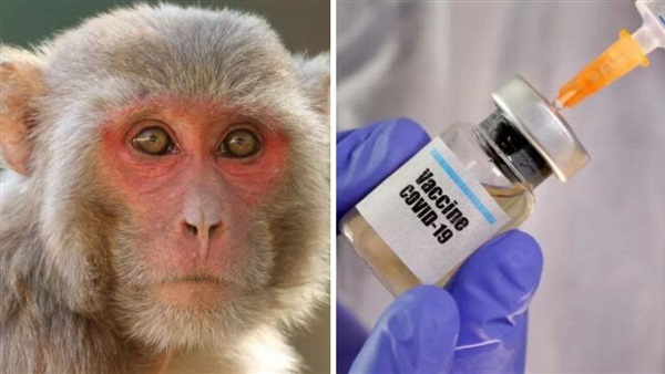تطعيم القرود لمنع وباء مقبل يُشبه كوفيد