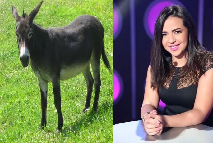 ماذا قالت آيمي سمير غانم عن الحمير في "الاردن" 