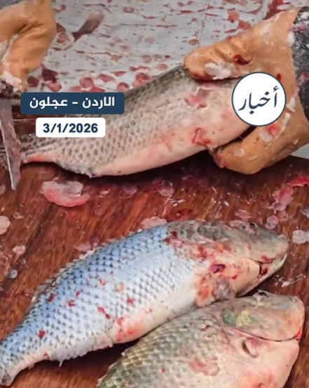 بالفيديو ..  إقبال على شراء سمك "البلطي" الطازج بمحافظة عجلون