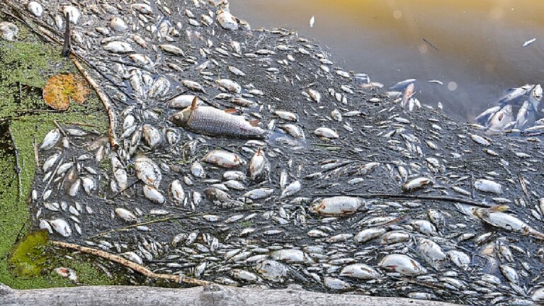 نفوق جماعي للأسماك قبالة نهر في ألمانيا وبولندا بسبب مادة سامة 