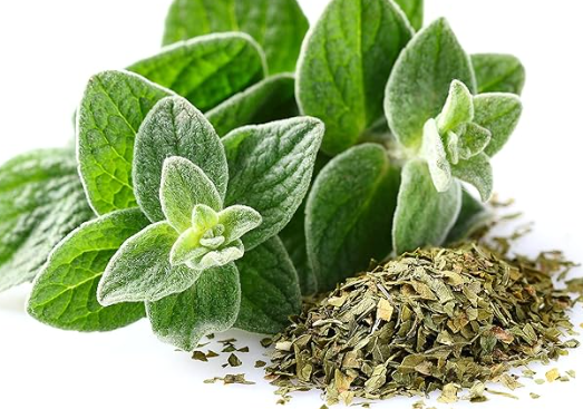 الأوريغانو قد يدعم ضغط الدم ..  رغم محدودية الأدلة