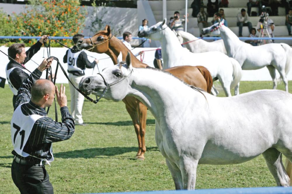 بطولات الشرق الأوسط للخيول العربية الاصيلة تبدأ اليوم