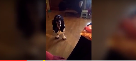 بالفيديو: كلب يرقص للحصول على قطعة بيتزا من صاحبه