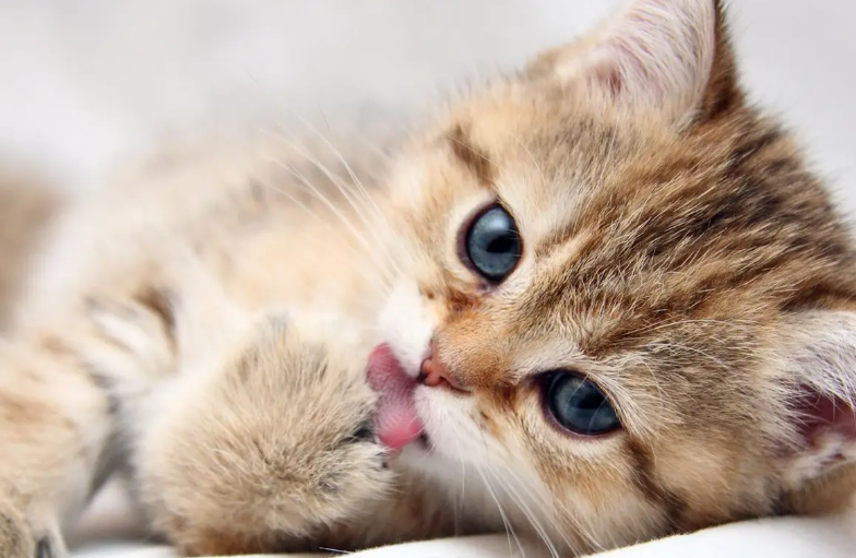 دراسة صادمة ..  تربية القطط تزيد احتمالات الاضطرابات النفسية