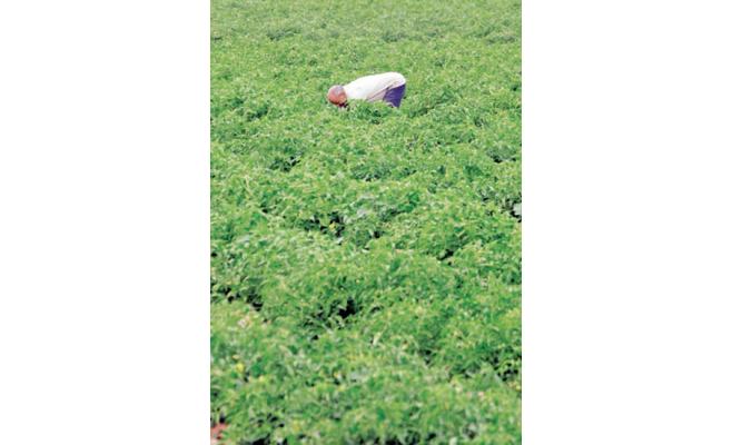 الحكومة تعد 9 فرص استثمارية جديدة في القطاع الزراعي