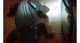 بالفيديو  ..  تمساح بطول 3 أمتار يفاجئ امرأة في المطبخ 