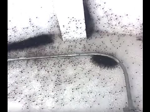 بالفيديو.. ماذا وجد هذا الرجل داخل هذه الغرفة التي أغلقها لفترة طويلة في بيته !