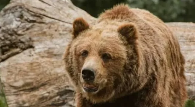 نجاتهم كانت معجزة  ..  دب يهاجم عائلة مع أطفالها في سلوفاكيا