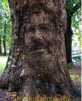 صورة مرسي تظهر على جذع شجرة في المانيا