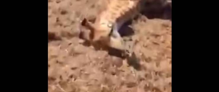 فيديو ..  سعوديون يطلقون النار على زرافة ويسلخونها تجهيزا لأكلها!
