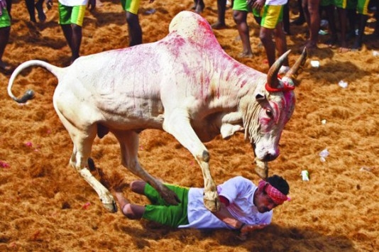 الهند تتجه لحظر ذبح الأبقار
